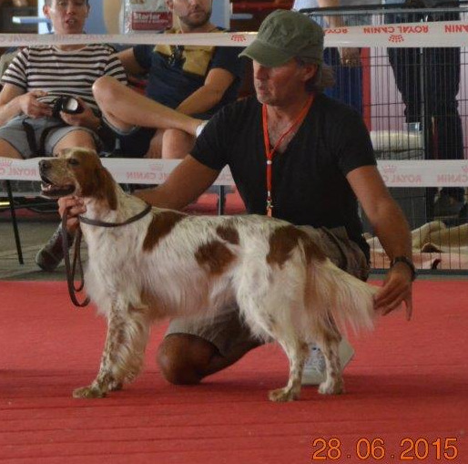 des condamines sous la tour - Expo CACIB CACS Montpellier 28/06/2015