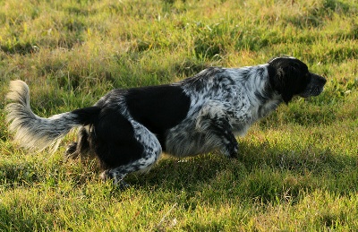 des condamines sous la tour - ALERTE chienne volée