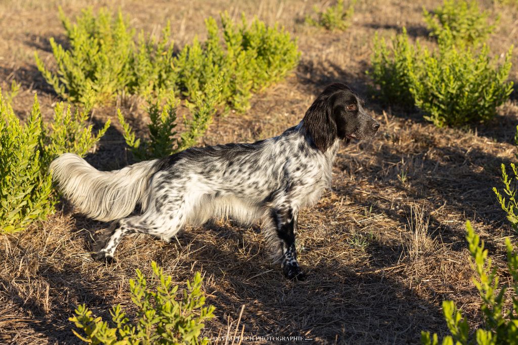 des condamines sous la tour - Chiot disponible  - Setter Anglais