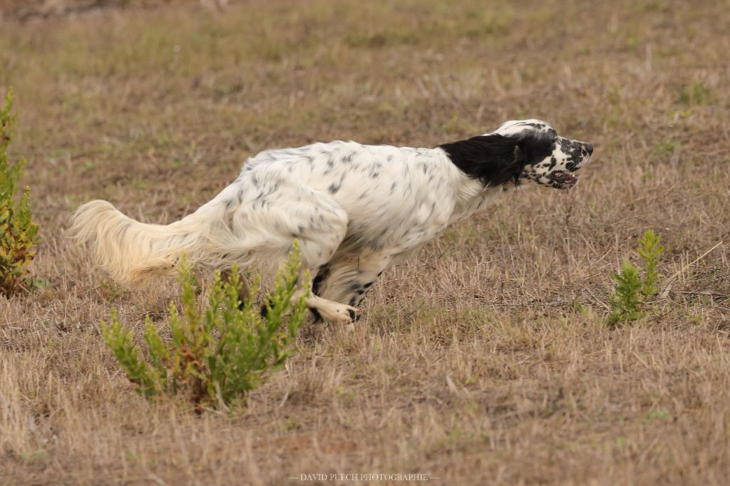 des condamines sous la tour - Chiot disponible  - Setter Anglais