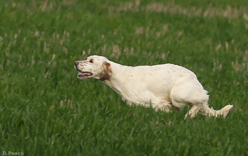 Galice du miège sole