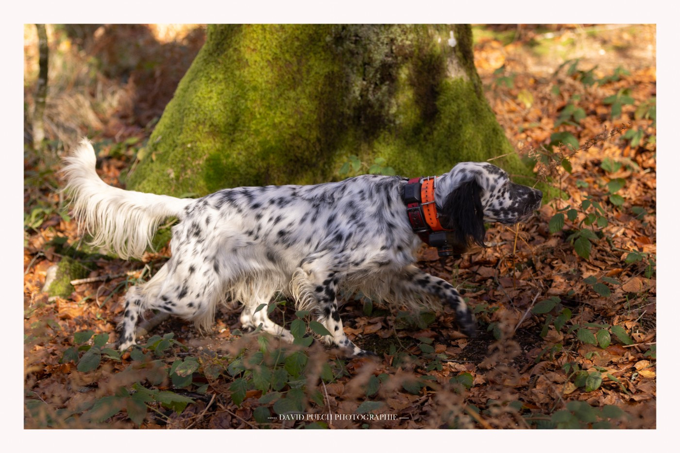 Vogue des condamines sous la tour