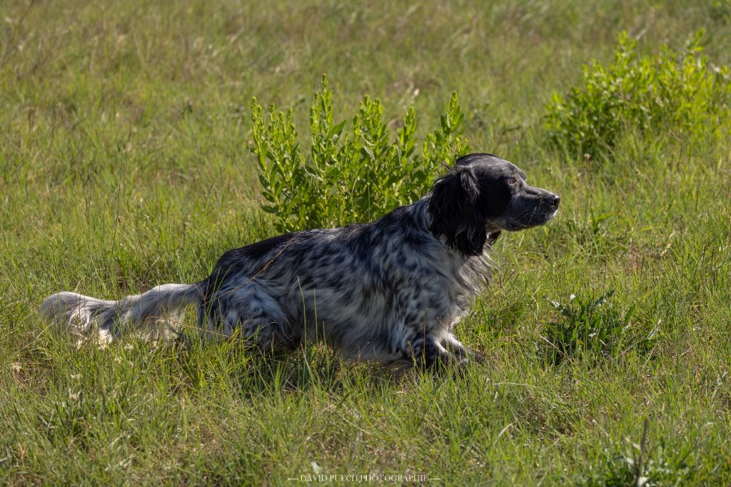 Male 1 an débourré