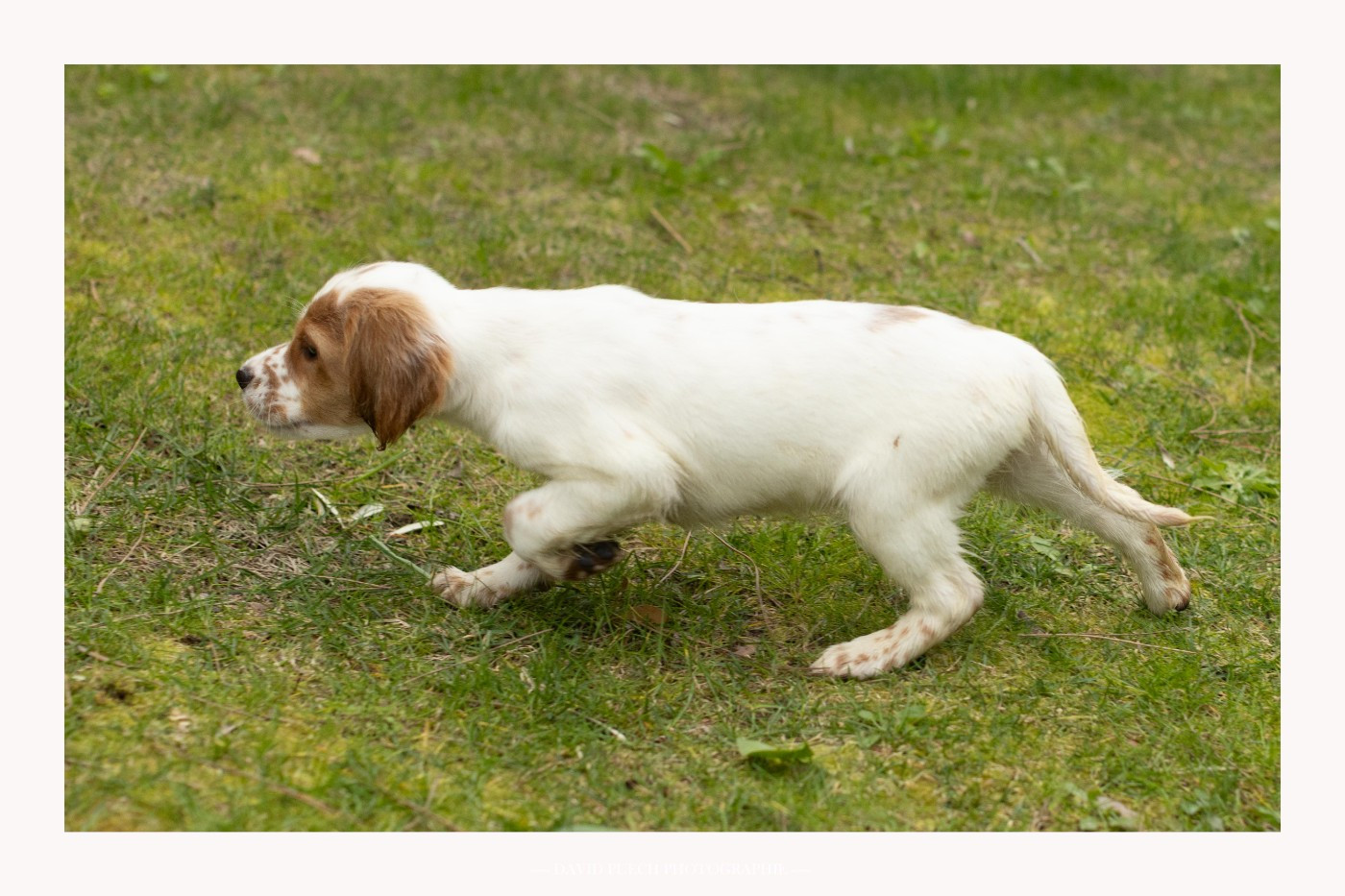 des condamines sous la tour - Chiots disponibles - Setter Anglais