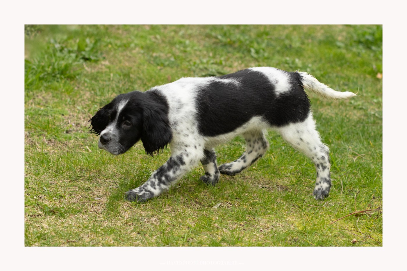 des condamines sous la tour - Chiots disponibles - Setter Anglais