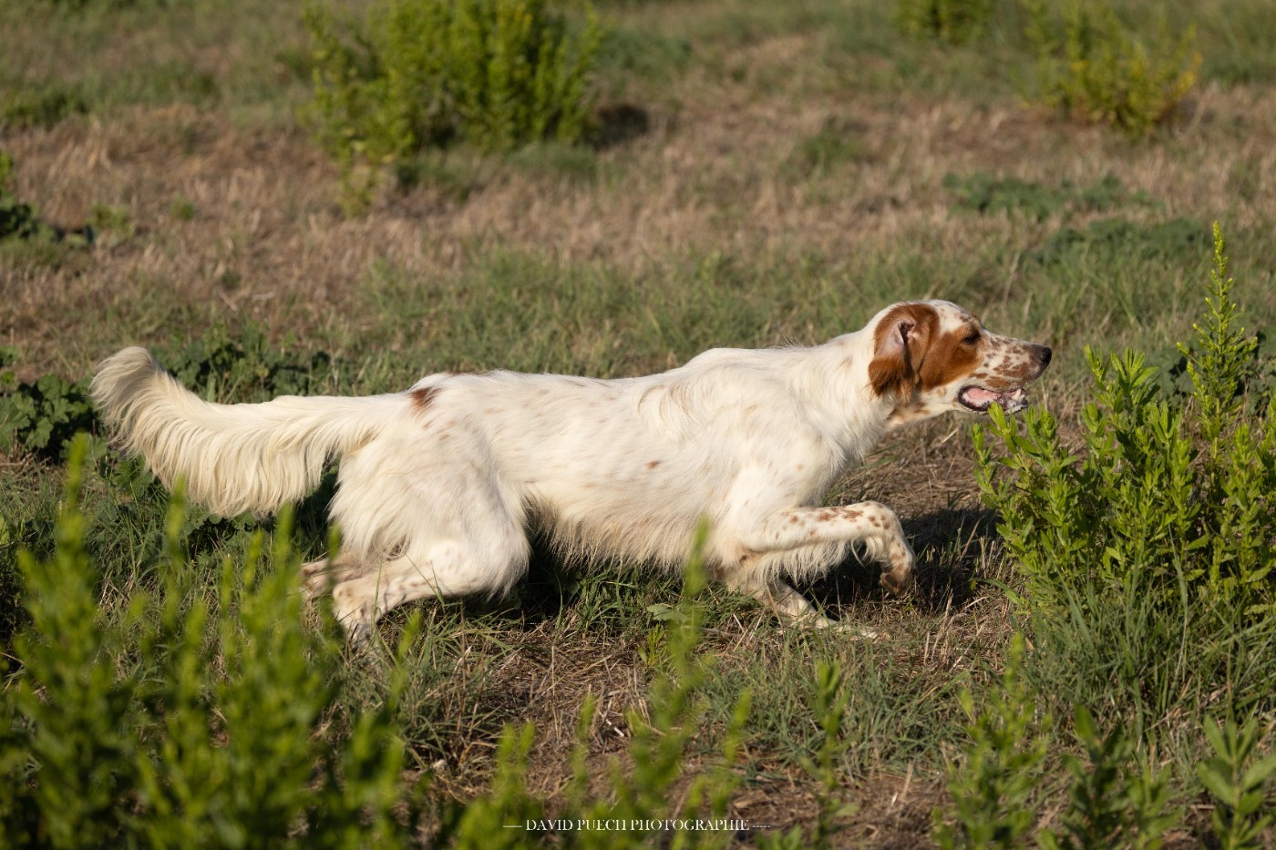 des condamines sous la tour - Chiots disponibles - Setter Anglais