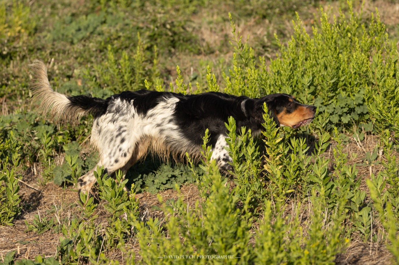 des condamines sous la tour - Chiots disponibles - Setter Anglais