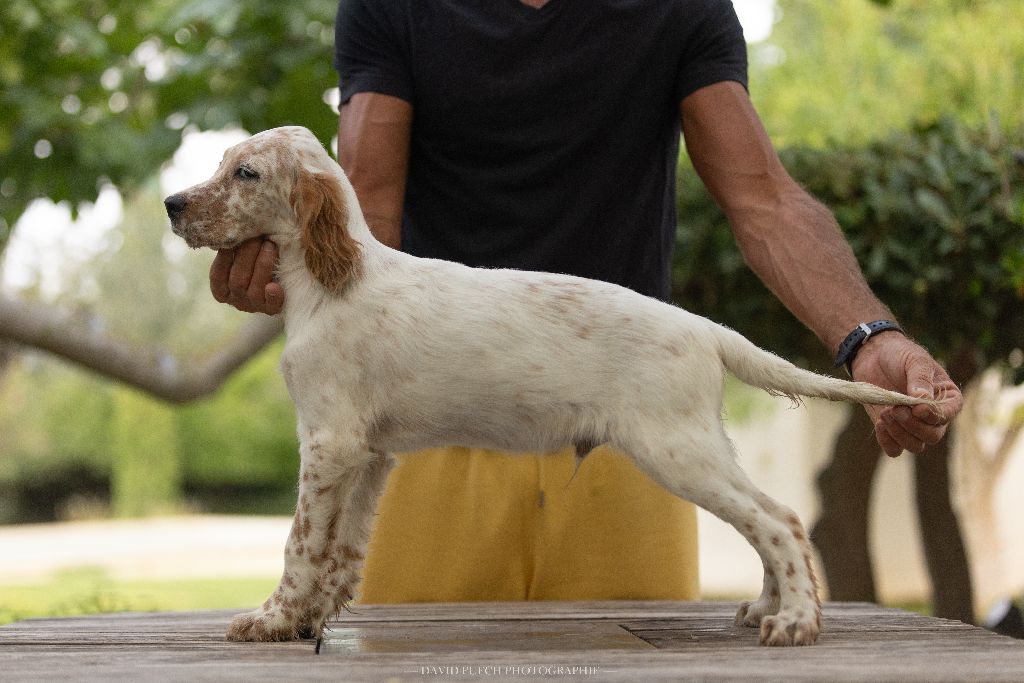 des condamines sous la tour - Chiots disponibles - Setter Anglais