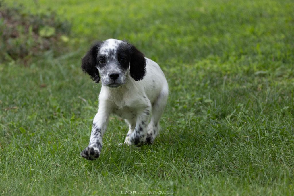des condamines sous la tour - Chiots disponibles - Setter Anglais
