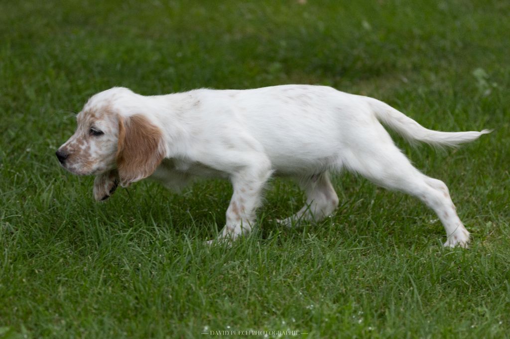 des condamines sous la tour - Chiots disponibles - Setter Anglais
