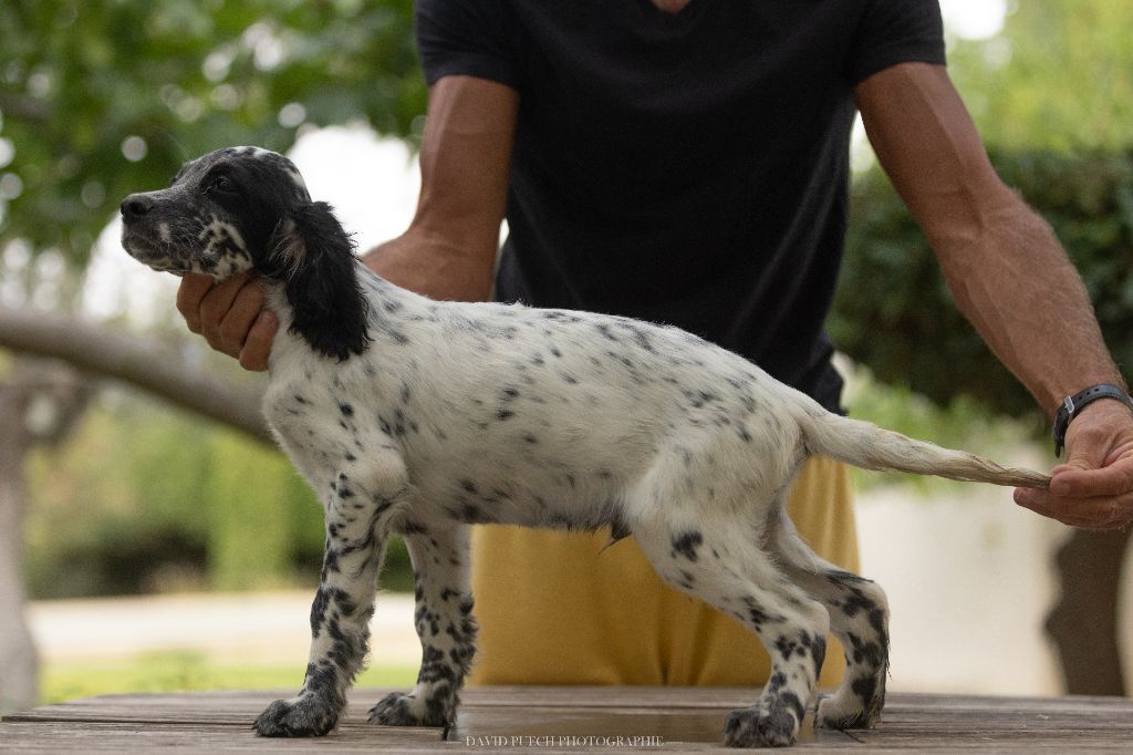 des condamines sous la tour - Chiots disponibles - Setter Anglais