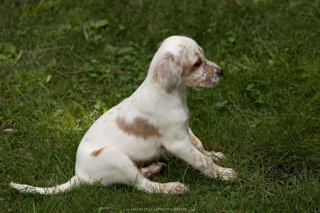 des condamines sous la tour - Chiots disponibles - Setter Anglais