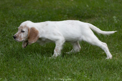 Albert
