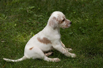 Aramis